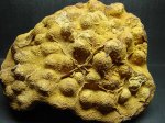 колониальный коралл Actinastraea sp.