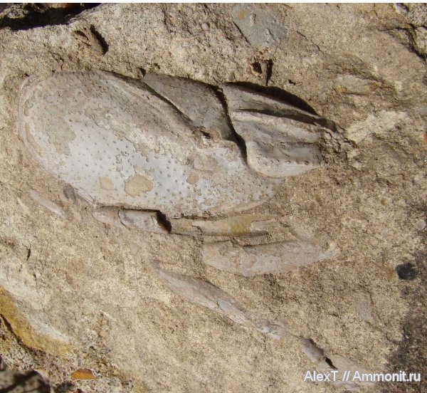 ракообразные, раки, нижний мел, Крым, баррем, нижний баррем, Barremian, Lower Cretaceous, Glypheidae, Mecochiridae, Glypheidea