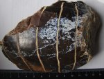 зубная пластина ската Aetobatis sp.