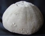 морской ёж Conoclypus sp.
