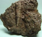 белемнит Acrocoelites sp.