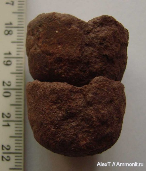 юра, Крым, тоар, аулакоцератиды, Ausseites, Toarcian, Jurassic
