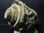 брюхоногий моллюск Strombus sp.