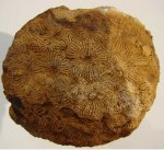колониальный коралл Dimorphastraea sp.