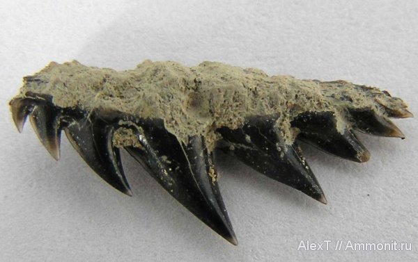 акулы, нижний мел, Крым, апт, Aptian, Lower Cretaceous, sharks