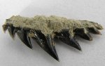 зуб акулы Notidanodon sp.(2)