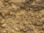 одиночный коралл Cunnolites intumescens