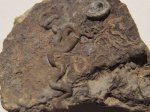 сепулиды Cycloserpula gordialis и Placostegus sp.