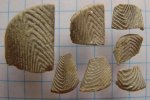 Аптихи и ринхолиты (3)