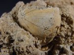 морской ёж Codechinus sp.