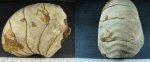 наутилус Cymatoceras sp.
