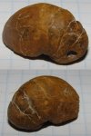 наутилус Eucymatoceras (?)