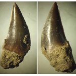 зуб акулы сем. Hexanchidae