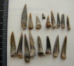 зубы акул Sphenodus sp.(2)