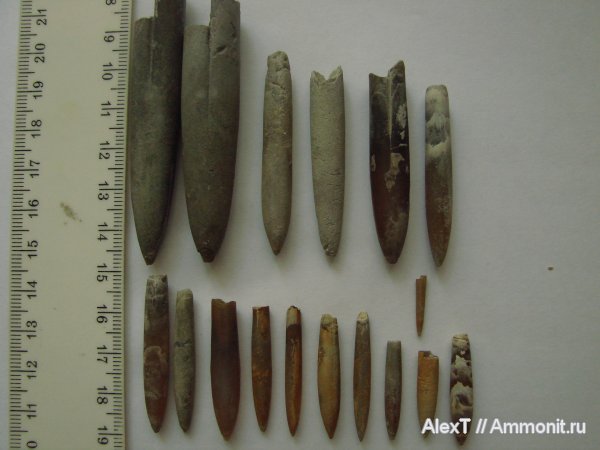 белемниты, нижний мел, Крым, апт, Aptian, Lower Cretaceous, belemnites