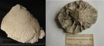 двустворчатый моллюск Spondylus sp.