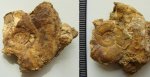 Аммонит Silesites vulpes