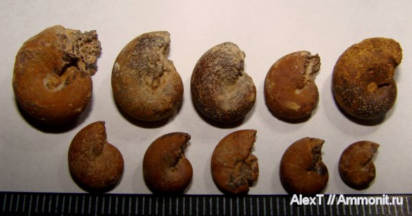 аммониты, нижний мел, Крым, валанжин, Ammonites, Phylloceratidae, Valanginian, Lower Cretaceous
