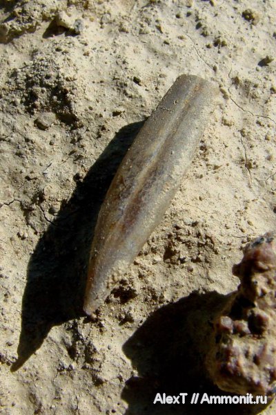 белемниты, нижний мел, Крым, валанжин, Valanginian, Lower Cretaceous, belemnites