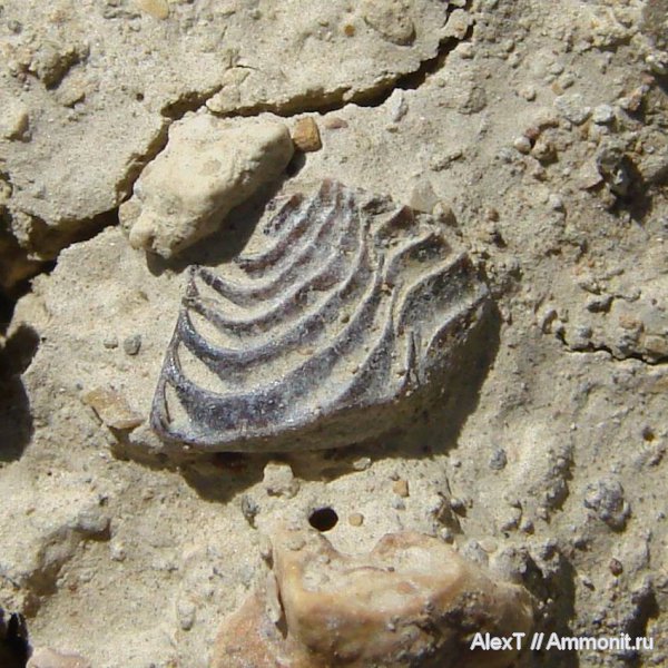 нижний мел, Крым, аптихи, валанжин, Didayilamellaptychus, Aptychi, Didayilamellaptychus didayi, Valanginian, Lower Cretaceous