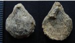 Брахиопода Symphythyris arguinensis