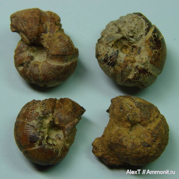аммониты, нижний мел, Крым, валанжин, Ammonites, Valanginian, Lower Cretaceous