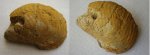 фрагмент ядра наутилиды Cymatoceras neocomiense