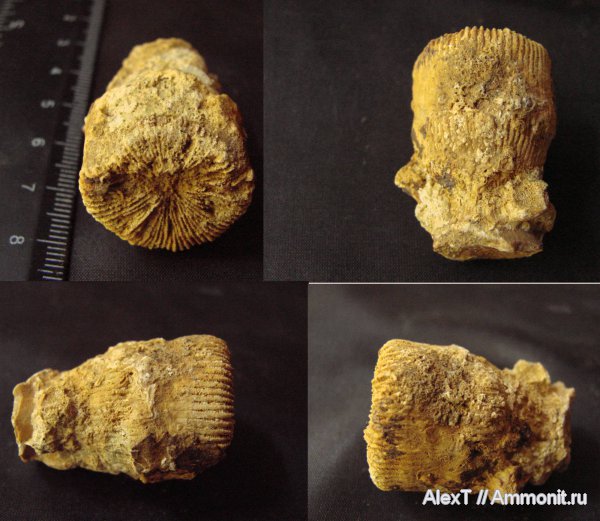 кораллы, нижний мел, Крым, готерив, одиночные кораллы, Montlivaltia, Scleractinia, Hauterivian, Lower Cretaceous
