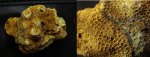 колониальный коралл Astrocoenia sp.