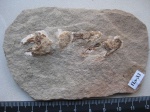 рак-крот Protocallianassa sp.