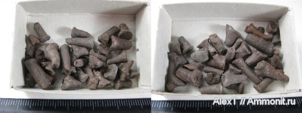 морские лилии, Крым, тоар, нижняя юра, Toarcian, Lower Jurassic