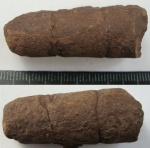 фрагмокон аулакоцератида Ausseites sp. (2)