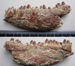 макрель Scomberomorus sp. (Scombridae, Perciformes)