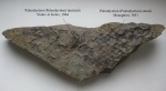 Paleodyction (проблематические остатки)