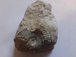 Kosmoceras duncani из Песков