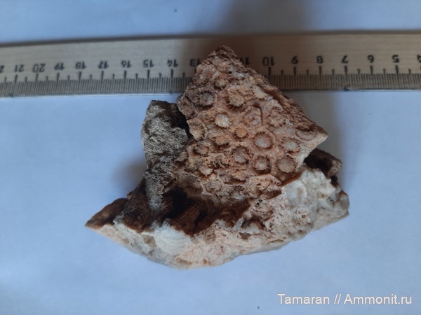 пермь, кораллы, палеозой, ругозы, Красноуфимск, Protoventzelella hyporiphaeum, Protoventzelella