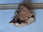 Protoventzelella hyporiphaeum