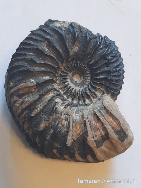 аммониты, юра, Cardioceras, оксфорд, головоногие моллюски, мезозой, Cardioceras cordatum, Cardioceratidae