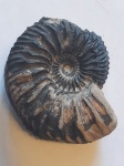 Кардиоцерас из Михайлова