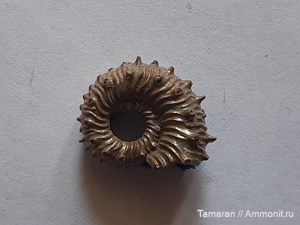 аммониты, юра, Kosmoceras, мезозой, келловей, Дубки, Kosmoceras spinosum
