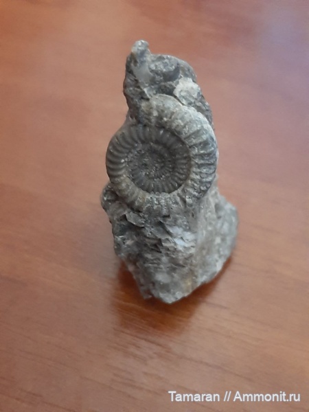 аммониты, юра, головоногие моллюски, мезозой, Крым, Бахчисарай, Echioceras, синемюр, Echioceras raricostatum
