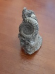 Echioceras raricostatum