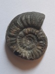 Procolumbites ussuriensis ?