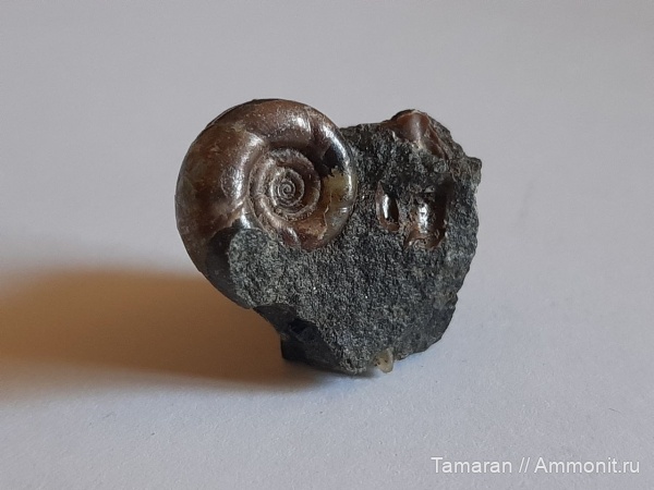 мел, мезозой, апт, Eogaudryceras, Кавказ, Gaudryceratidae, Lytoceratina, Eogaudryceras umbilicostriatus