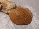 Astarte gigantea