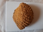 Личковитригония.