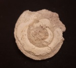Pararaphistoma qualteriatum