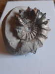 Английский аммонит