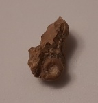 Маленький гониатит