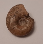 Daraelites elegans Tchernow, 1907